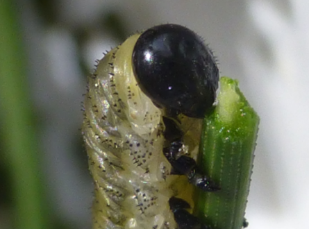 NEW! SOFO’s Bug Club: Bugwatching Buddies. This Week: Sleeping Spiders and Curled Up Caterpillars: Free for All Ages