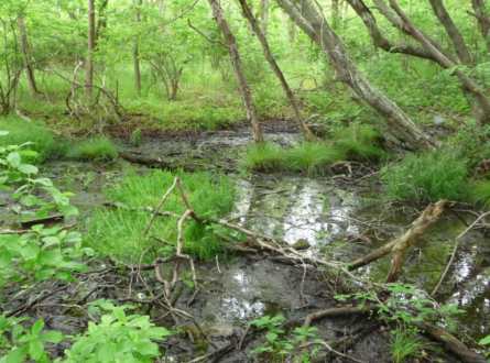 New Year’s Walk at Big Reed Pond Trail, Co-sponsored with Third House Nature Center, Montauk: Free for Adults and Children 10+