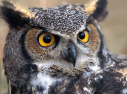 Owl Walk with Aidan Perkins: Adults