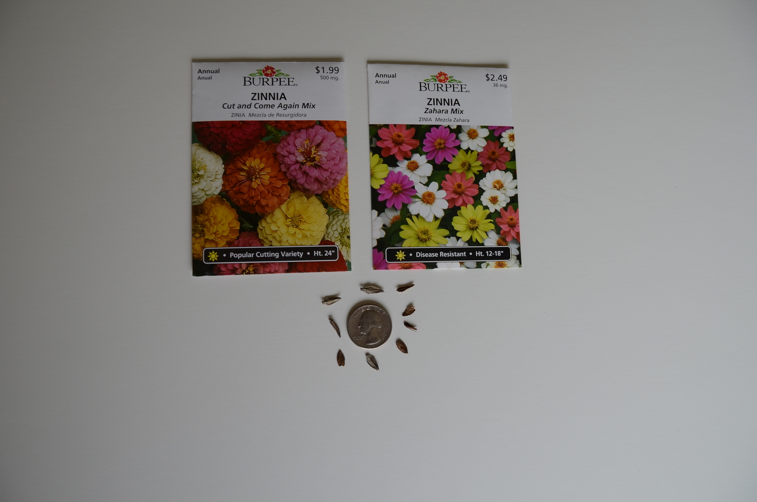 Children may think that seeds are all round, but these easily handled zinnia seeds teach that seeds have different shapes, as well as sizes. ANDREW MESSINGER