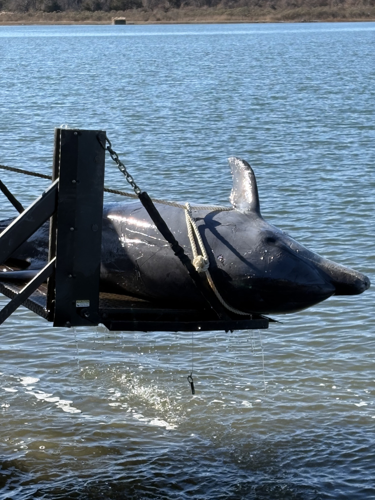 The carcass of a dolphin that was stranded in Noyac Creek over the weekend was retrieved on Tuesday. COURTESY RANDY HAGERMAN