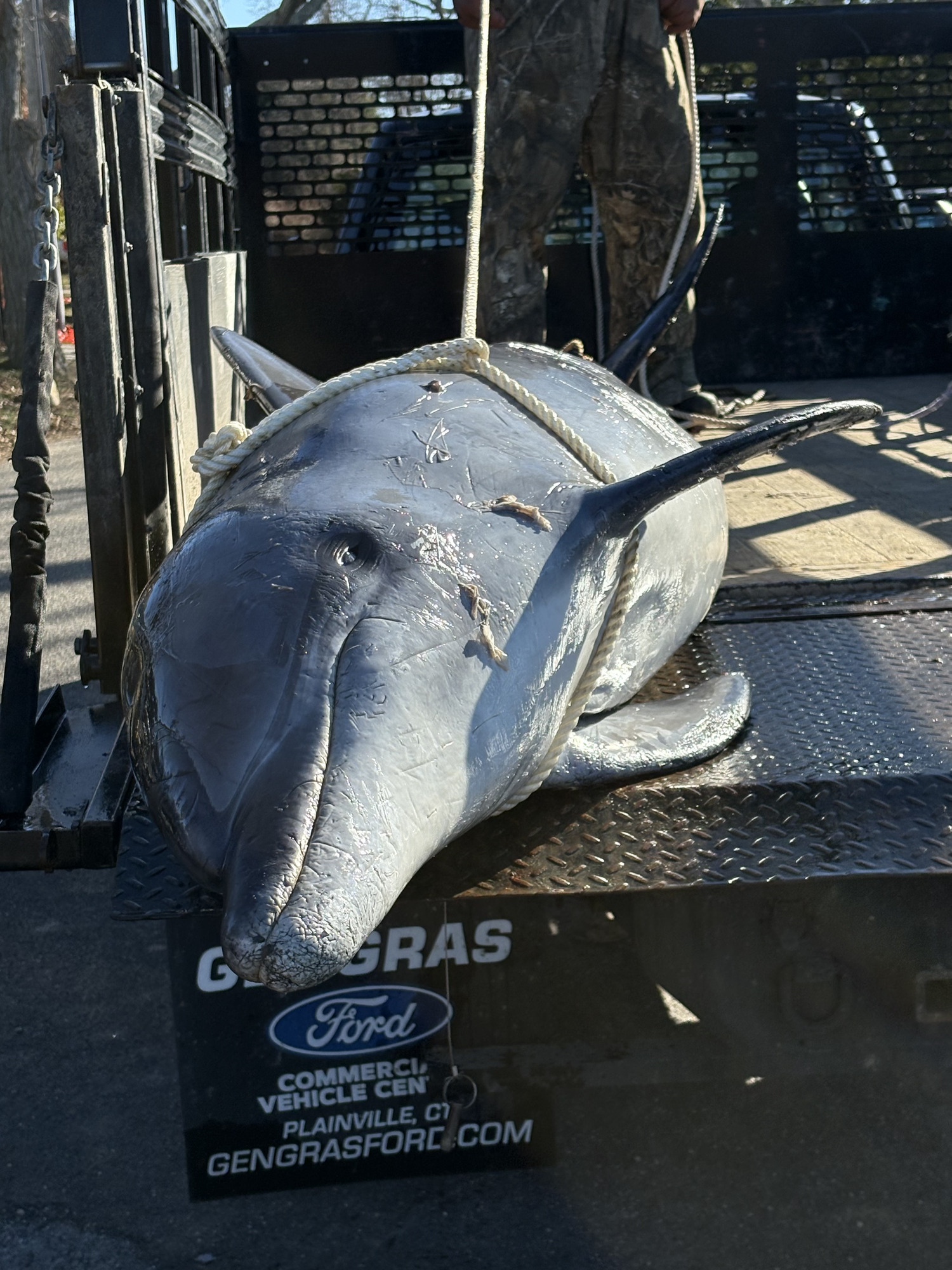 The carcass of a dolphin that was stranded in Noyac Creek over the weekend was retrieved on Tuesday. COURTESY RANDY HAGERMAN