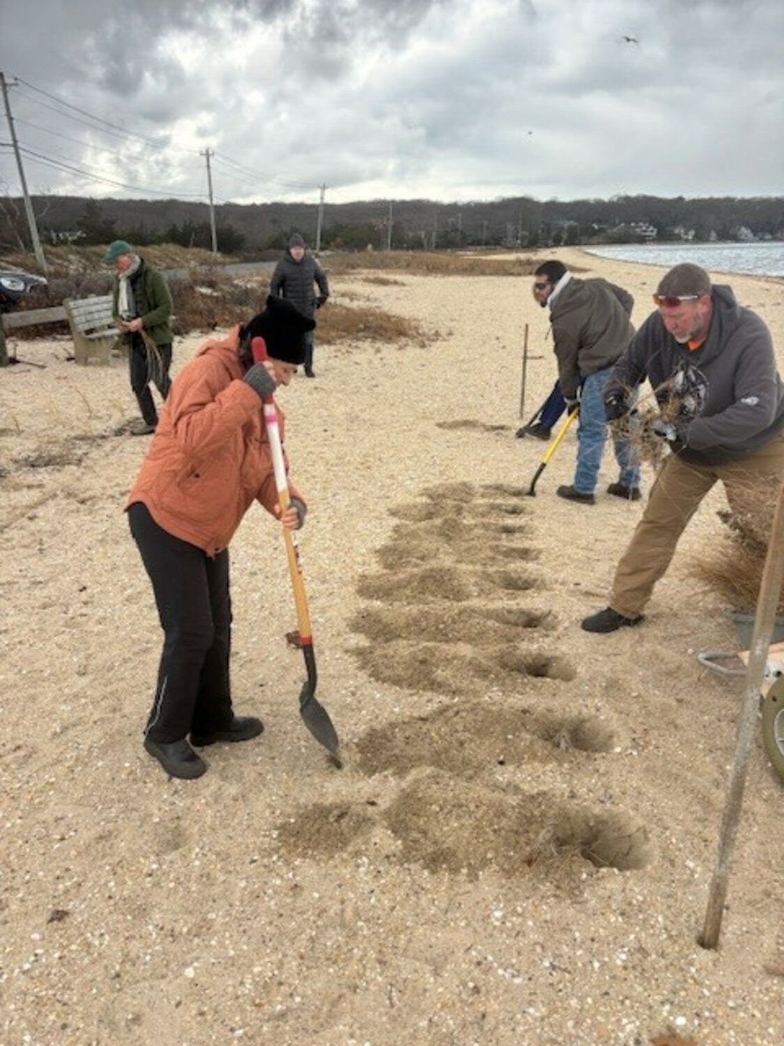 Volunteers digging holes for the grass. COURTESY TOWN OF SOUTHAMPTON