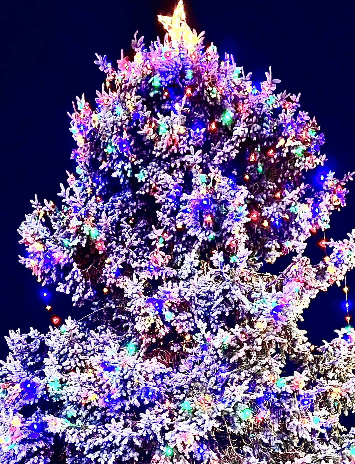 The Sag Harbor Christmas tree is lit for the 2025 holiday season. LEE MEYER