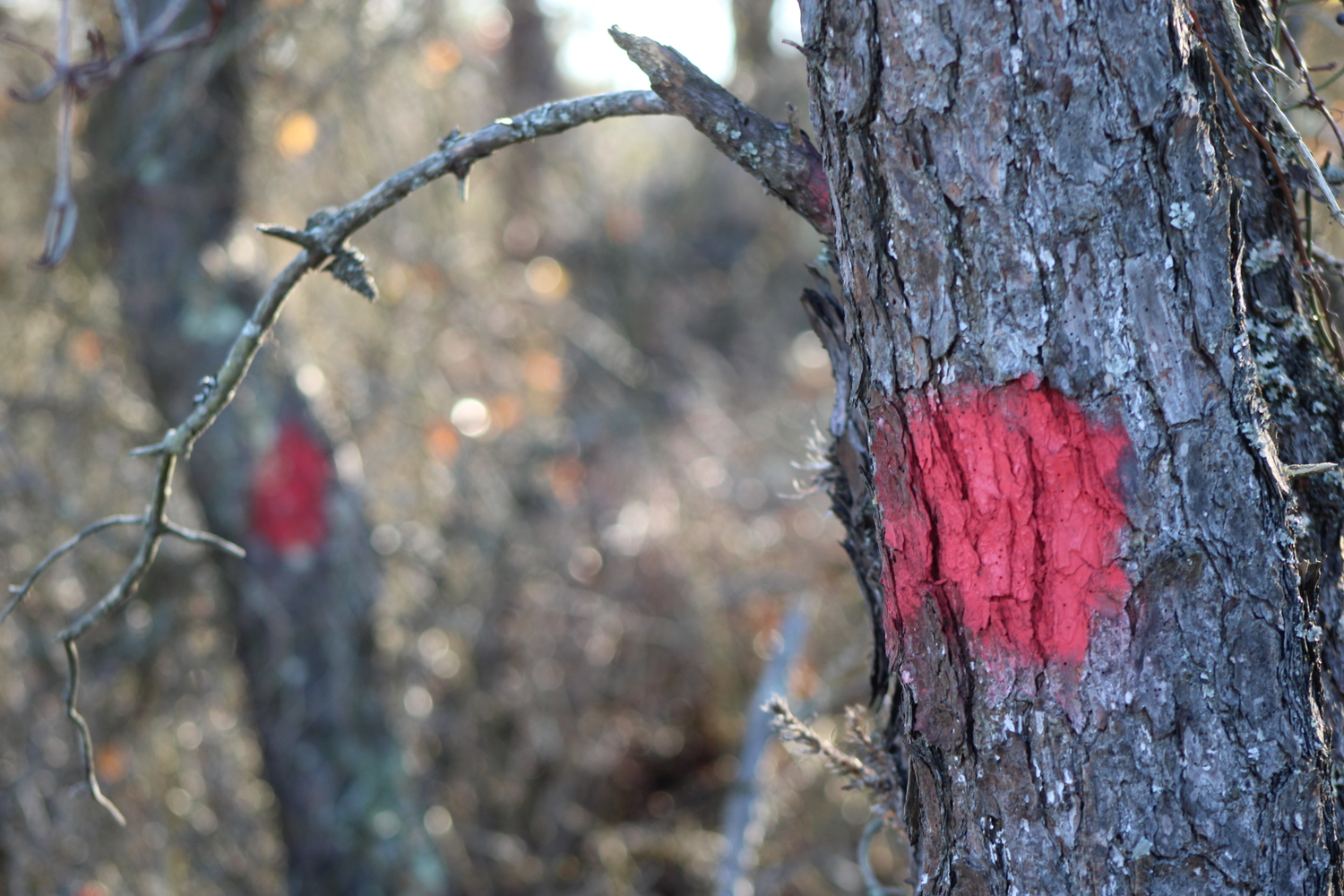 Trees on Napeague have been marked for cutting. JACK MOTZ