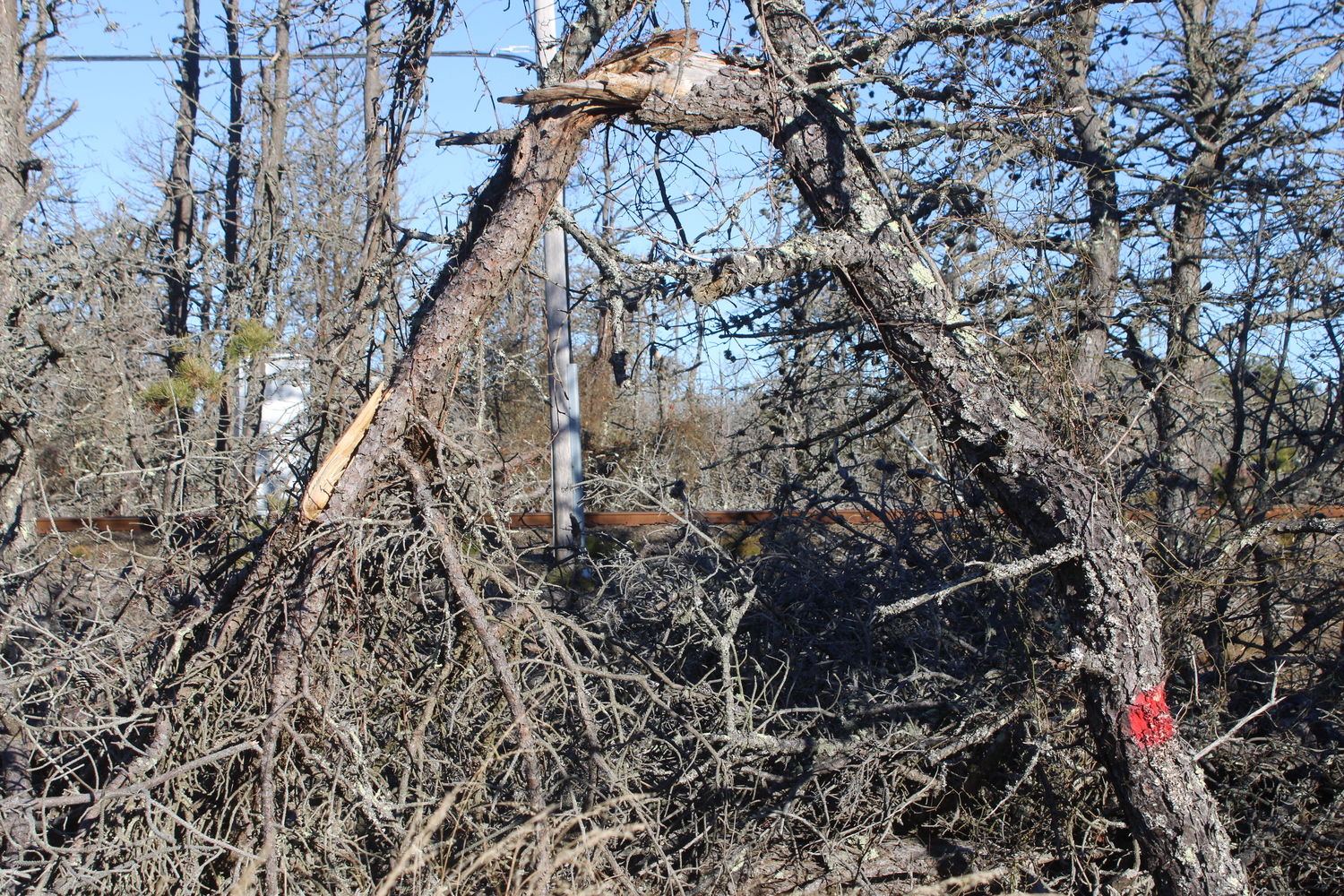 The southern pine beetle has ravaged pitch pine forests in East Hampton Town, with Napeague State Park being one of the areas hit hardest. JACK MOTZ