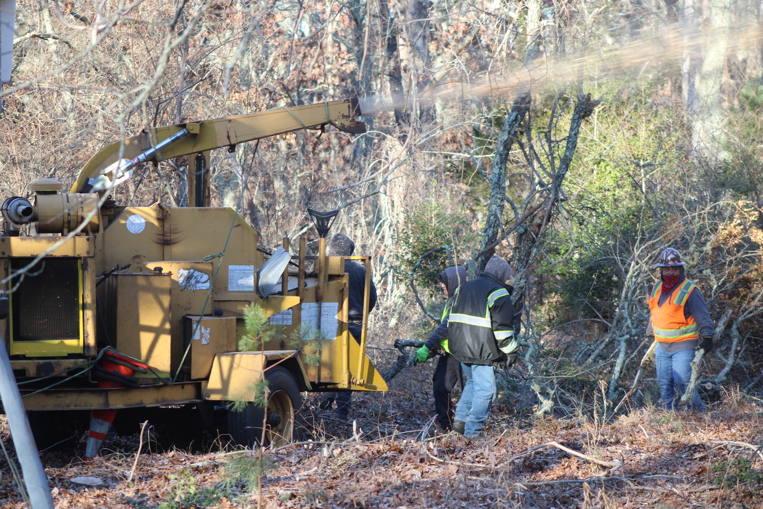 Work has begun on East Hampton Town lands to manage the risks of pine beetle infestation. JACK MOTZ
