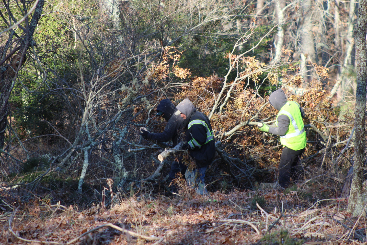 Work has begun on East Hampton Town lands to manage the risks of southern pine beetle infestation. JACK MOTZ